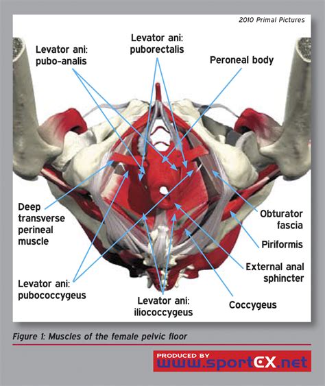 Muscles Of The Female Pelvic Floor Flickr Photo Sharing