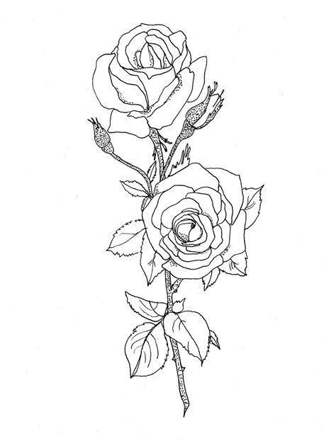 jackie bos blog rose drawing   setup