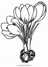 Crocus Colorat Blumen Malvorlagen Fleurs Bojanke Branduse Malvorlage Krocus Krokus Ausmalen Colorare Zeichnen Pflanzen Planse Kinder sketch template