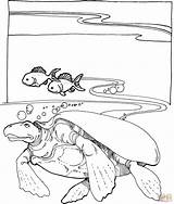 Coloring Pages Sea Turtle Archelon Turtles Printable Kids Underwater Skip Main Drawing sketch template