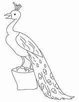 Coloring Peacock Perched Log Albatross Getdrawings Pages sketch template