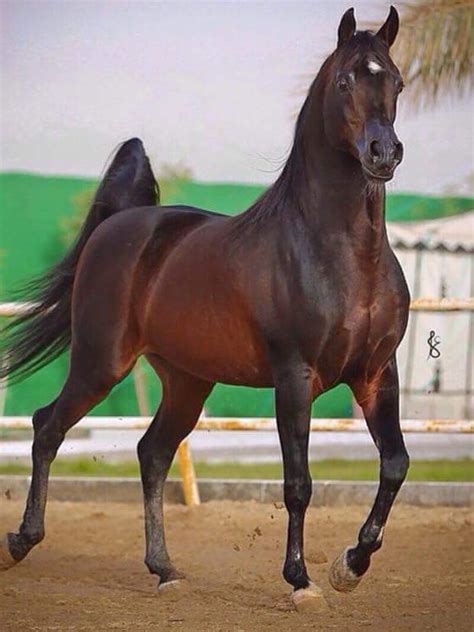 cavalo arabe ou puro sangue arabe