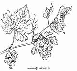 Grape Vine Drawing Hand Illustration Drawn Drawings Vexels Vector Draw Paintingvalley Ai sketch template