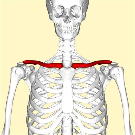 clavicle fracture broken collarbone motorcycle car accident settlements claims