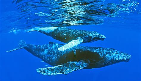 whales need useless hip bones for sex futurity