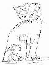 Cat Calico Coloring Getdrawings sketch template