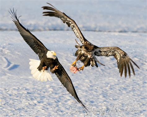 eagles fighting  scraps shetzers photography