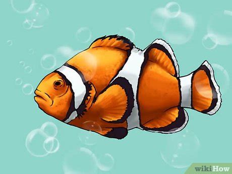 draw  clownfish step  step guide