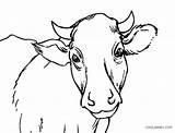 Cow Drawing Baby Coloring Pages Cute Choose Board Paintingvalley sketch template