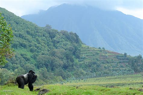 mountain gorilla earns photo award