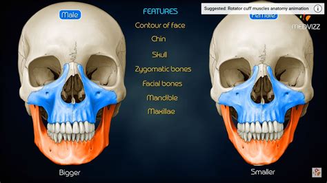 sex differences in the skull medical animation youtube