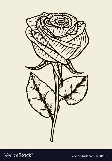 rose hand drawn artwork royalty  vector image