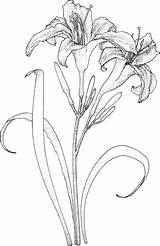 Coloring Lily Pages Drawing Flowers Lilies Printable Flower Colouring Daylily Drawings Color Name Template Sketches Supercoloring Sheets Pencil Adult Daylilies sketch template