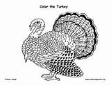 Turkey Coloring Wild Pages Strutting Library Clipart Pdf Diagrams Resolution High sketch template