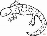 Salamander Salamandra Pintas Amarelas Desenho sketch template