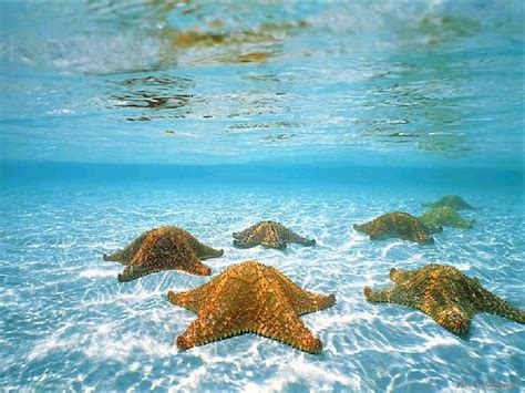 underwater underwater photography wallpaper  fanpop