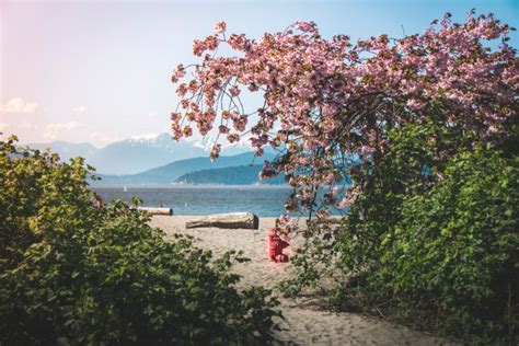 Parking Enforcement Resumes In Kitsilano And Point Grey To Discourage