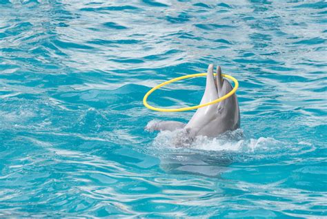 harderwijk dolfinarium  abolish tricks  continue dolphin shows