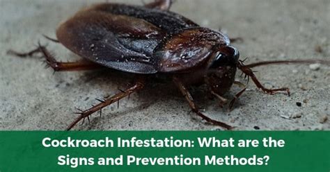 cockroach infestation killem pest