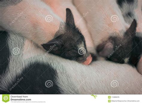 mini pig family   stock photo image  nature ears