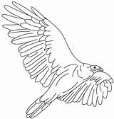 Condor Vulture Fly sketch template