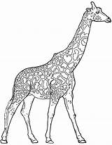 Giraffe Mewarnai Girafa Jirafa Jerapah Outline Hewan Sketsa Giraffes Darat Selvagem Realista Lengkap Empat sketch template