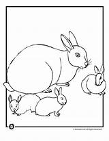 Coloring Lop Bunnies Eared sketch template