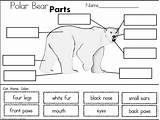 Polar Bear Parts Cut Paste Kindergarten Worksheet Bears Preschool Madebyteachers Math Animals Theme Choose Board Activities sketch template