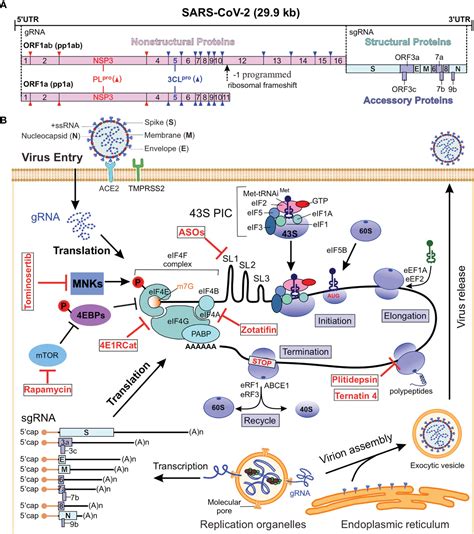 frontiers translational control  covid    therapeutic