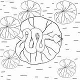 Lily Pad Coloring Pages Printable Cool2bkids Kids Color Getcolorings Print sketch template