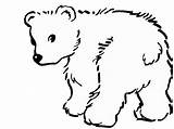Bear Coloring Pages Polar Fluffy Fur Animals Balls Cliparts Color sketch template