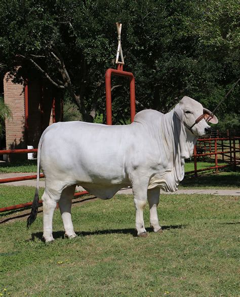 lot 2 lmc mq polled mary jane cattle in motion cattle auctions live broadcasts online
