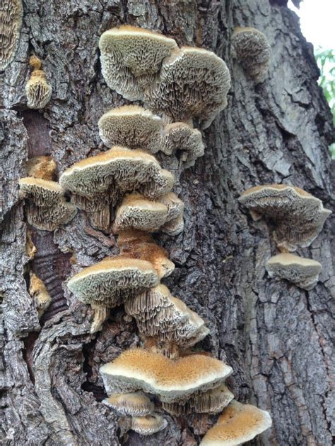 texas tree surgeons  mushrooms   tree  bad sign