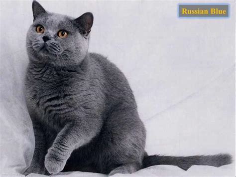 ultimate cat breed guide nature babamail