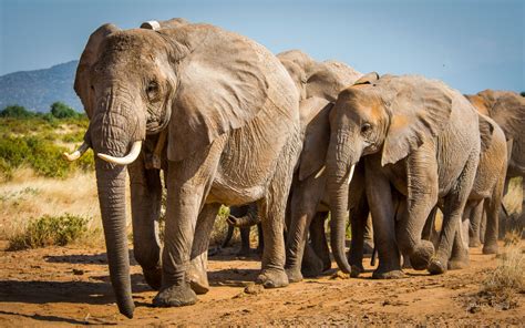 Both African Elephant Species Endangered And Critically Endangered