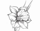 Flower Narcissus Drawing Larkspur Clipart Coloringcrew Clipartmag Clip Flowers Coloring Collection sketch template