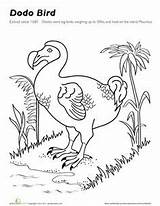 Dodo Extinct sketch template
