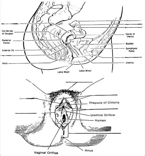 diagram female reproductive system blank aflam neeeak