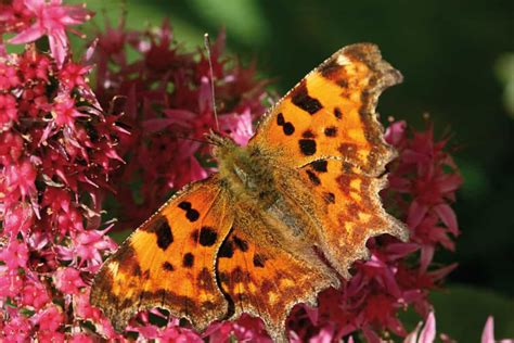 british butterfly identification guide fsc butterfly field guide