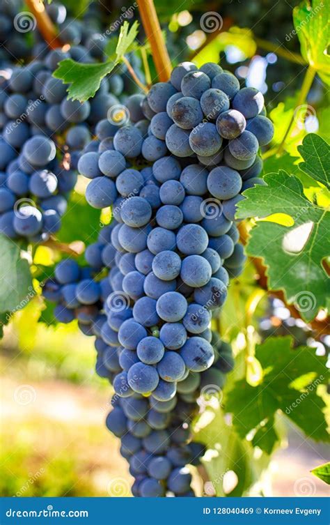 druiven op een tak feestverscheidenheid rijp fruit voor het maken van wijn ha stock afbeelding