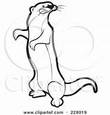Mongoose Standing Coloring Outline Clipart Illustration Royalty Perera Lal Rf Drawings 2021 470px 61kb sketch template