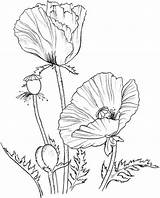 Colorat Maci Planse Poppies Embroidery Adults Watercolor Remembrance Botanical sketch template