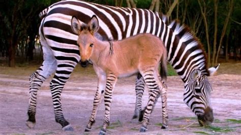 rare zebra donkey hybrid born  mexico cbc news