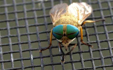 evil fly  photo  flickriver
