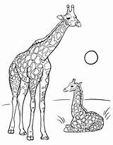 Coloring Giraffe Pages Giraffes Baby Adult Adults Color Savannah Getcolorings Printable sketch template