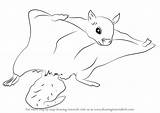 Squirrel Flying Draw Northern Drawing Step Rodents Tutorials Animals Drawingtutorials101 sketch template