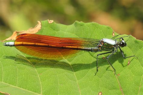 japanese river demoiselle mnais costalis male   dam flickr