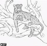 Leopard Felinos Leopardo Resting Draw Cheetah Oncoloring Tigres Mandalas sketch template