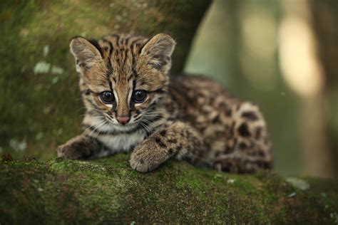 filhote de gato do mato leopardus tigrinus não é a coisa… flickr