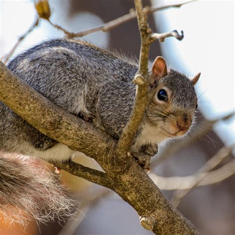 wildlifelove   nuts  gray squirrels scenic hudson